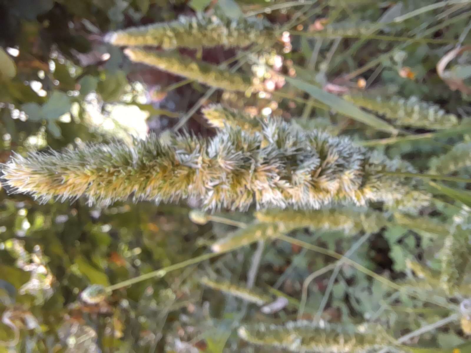 Image of Mediterranean hairgrass