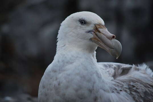 Image of Antarctic Giant-Petrel