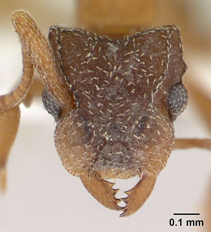 Image of Ant