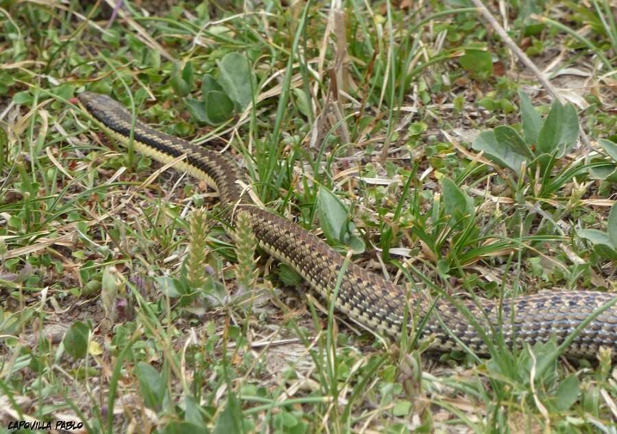 Image of Arrow Ground Snake