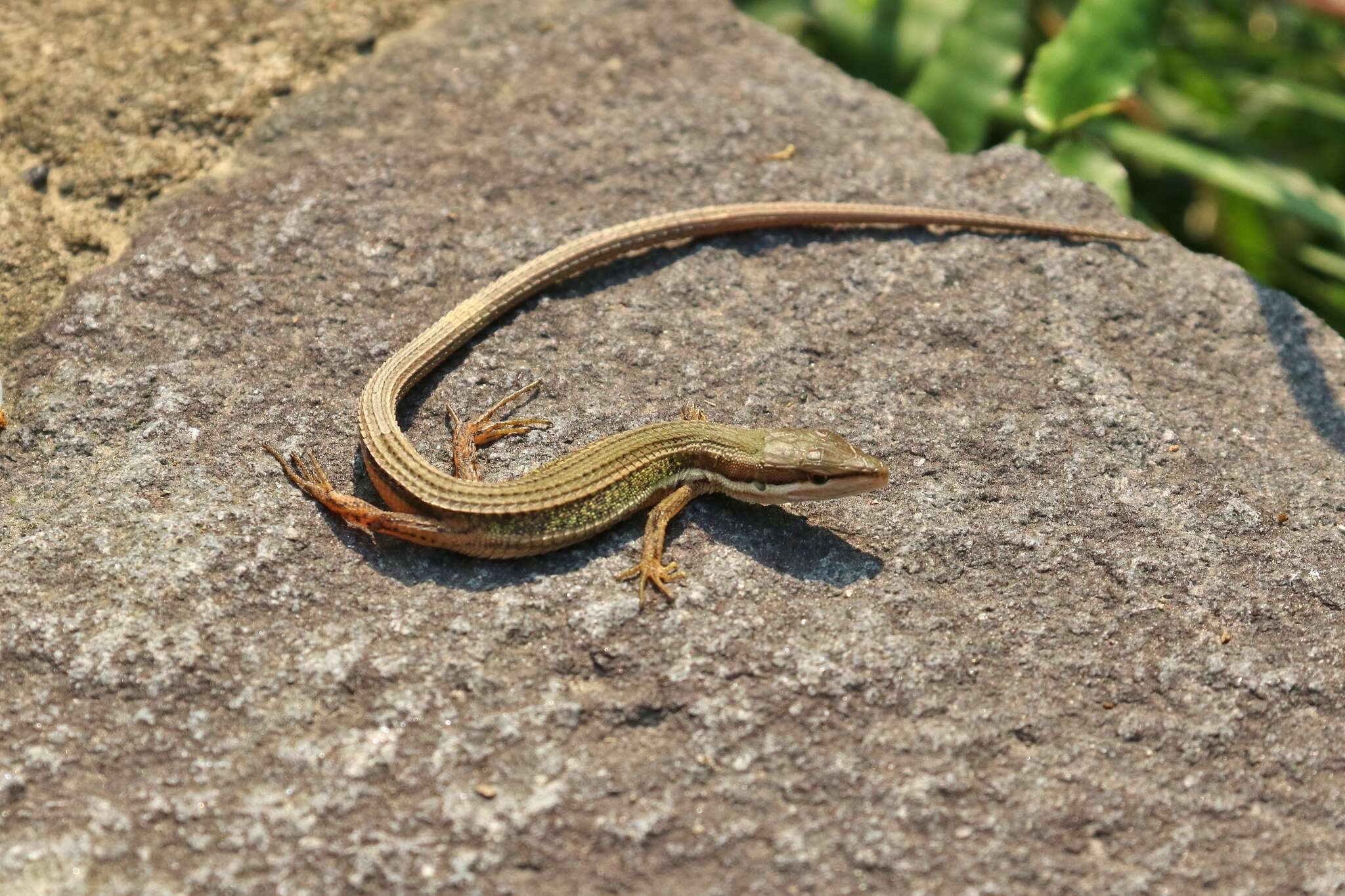 Image of Takydromus viridipunctatus Lue & Lin 2008