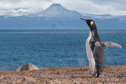 Image of King Penguin