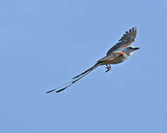 Image of Scissor-tailed Flycatcher