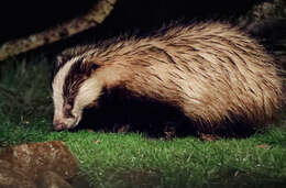 Image of badger