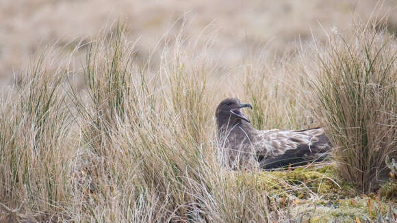 Image of Brown Skua