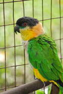 Image of Black-headed Parrot