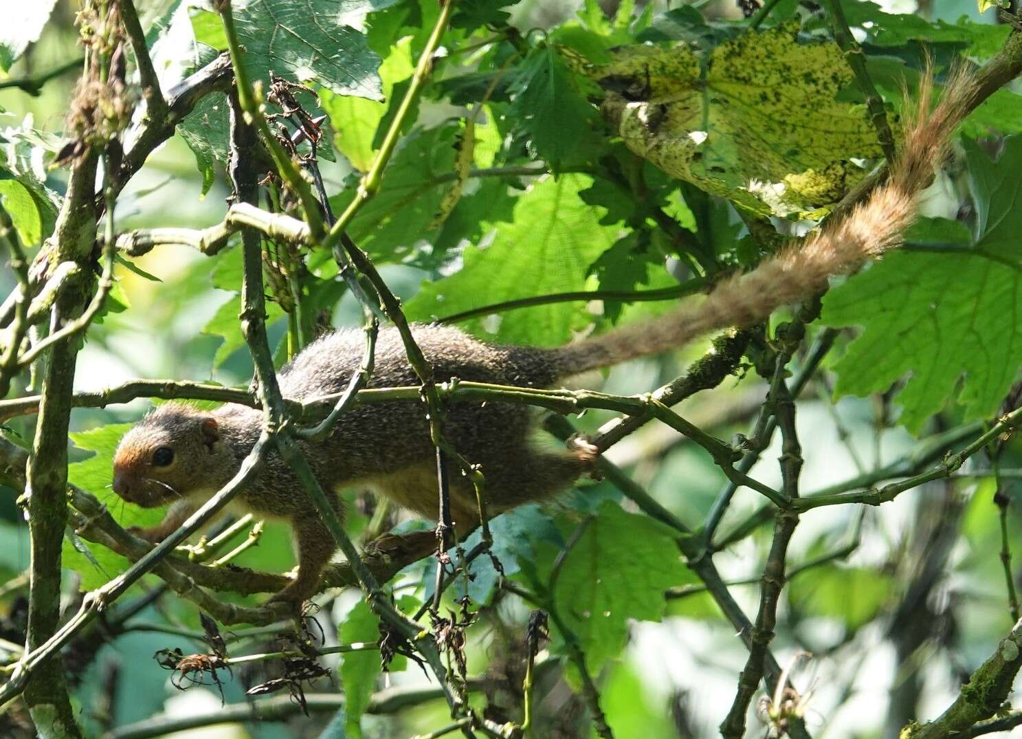 Image of Rwenzori Sun Squirrel