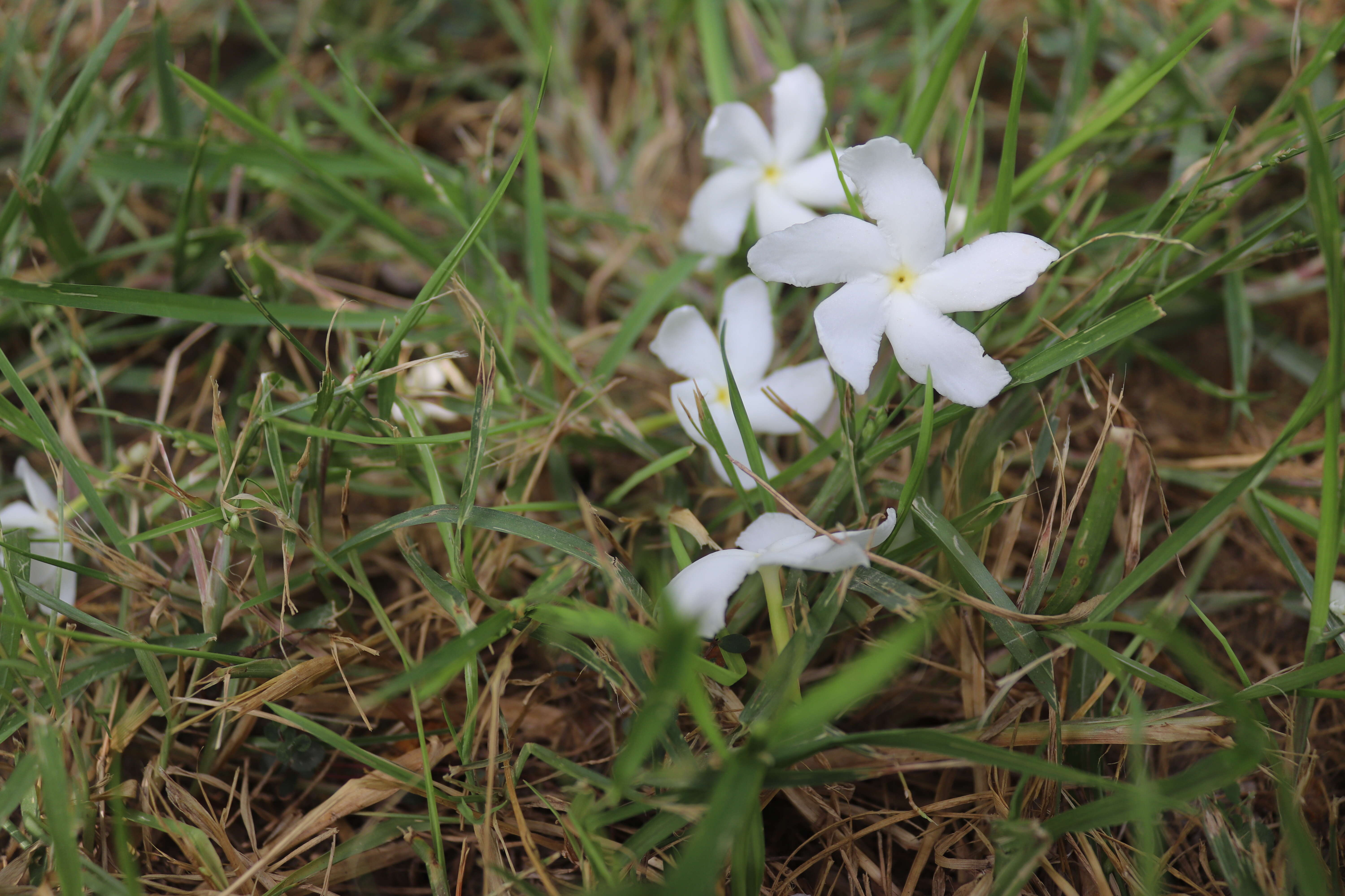 Plancia ëd Tabernaemontana divaricata (L.) R. Br. ex Roem. & Schult.