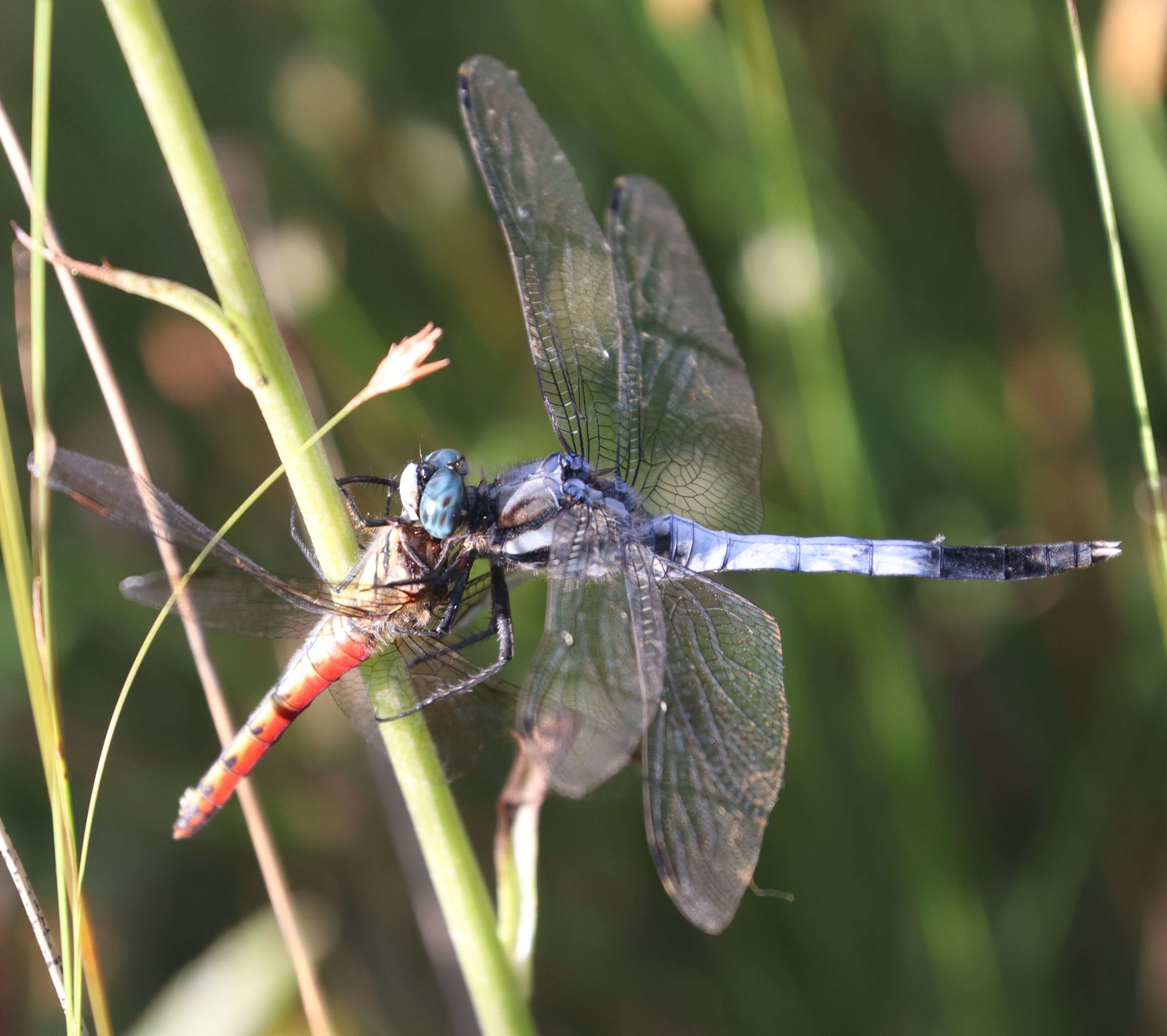 Image of Autumn darter