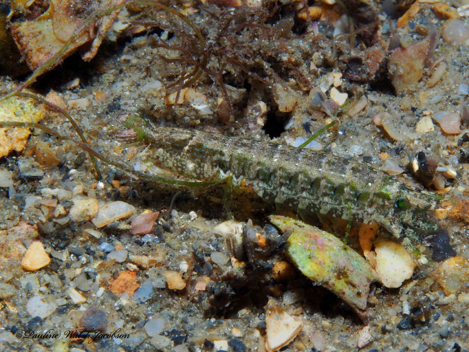 Sivun Pseudosquilla ciliata kuva