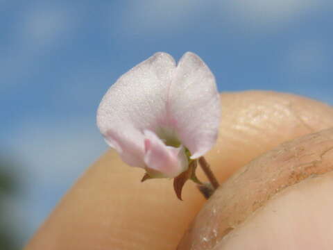 Image of Desmodium varians (Labill.) G. Don