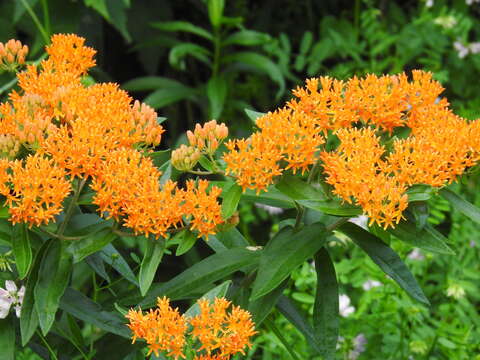 Image of butterfly milkweed