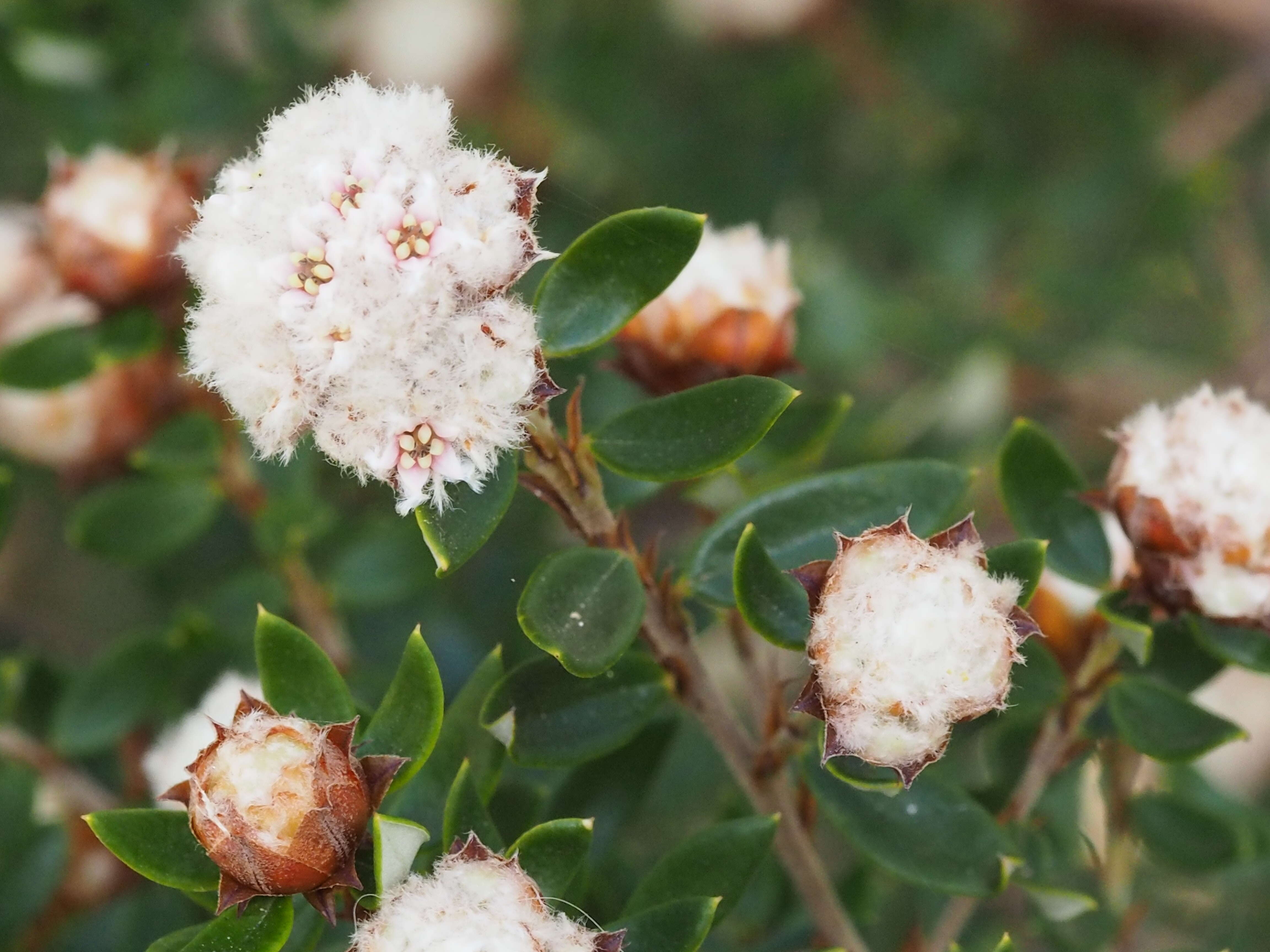 Imagem de Spyridium scortechinii (F. Müll.) K. R. Thiele