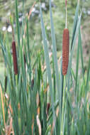 Image of broadleaf cattail