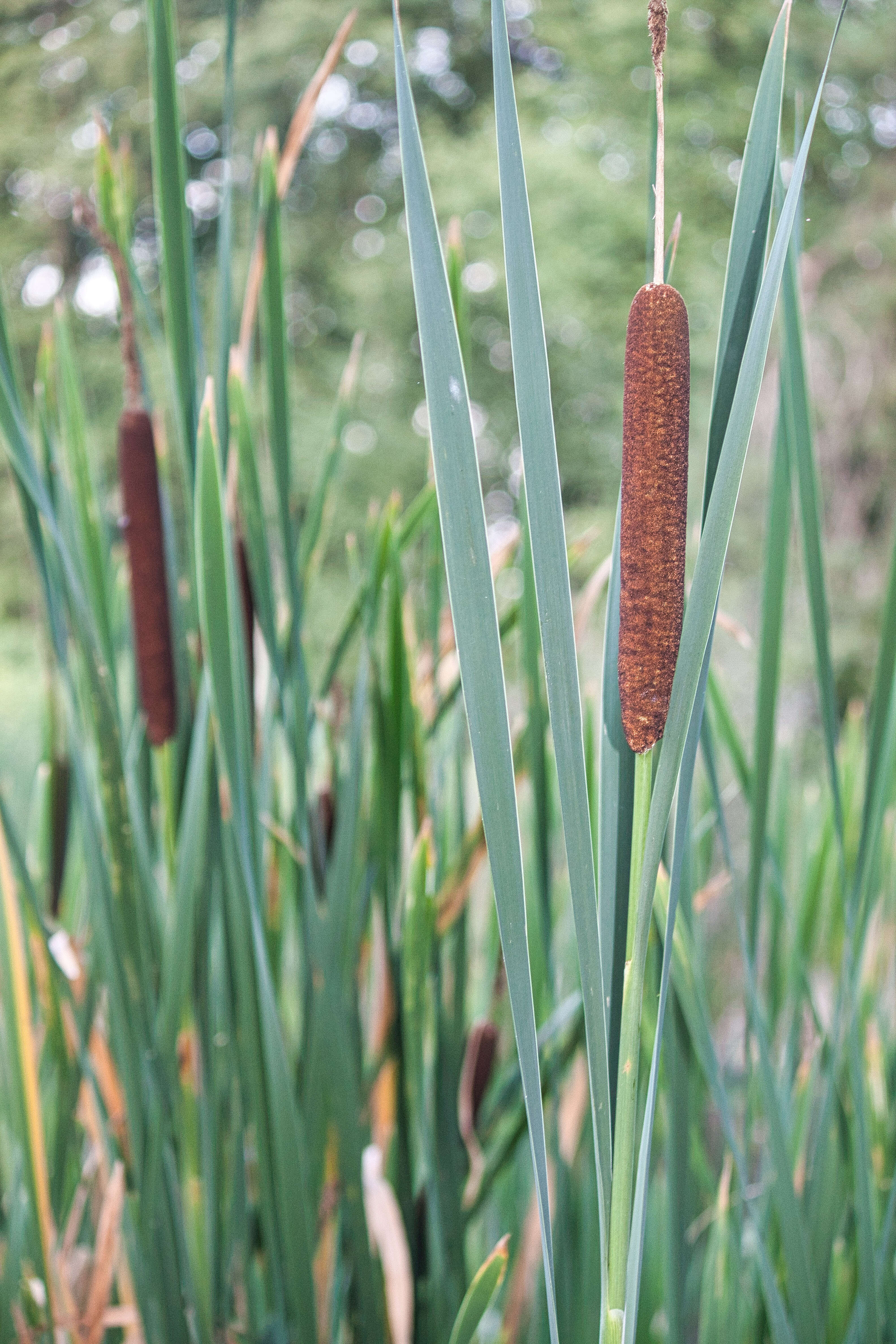 Image of broadleaf cattail