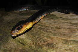 Image of Amazon False Fer-de-lance