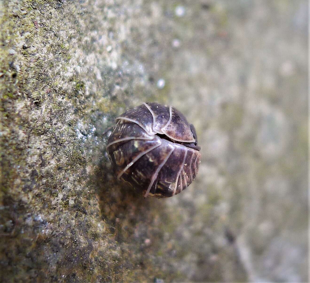 Image of Pill woodlouse