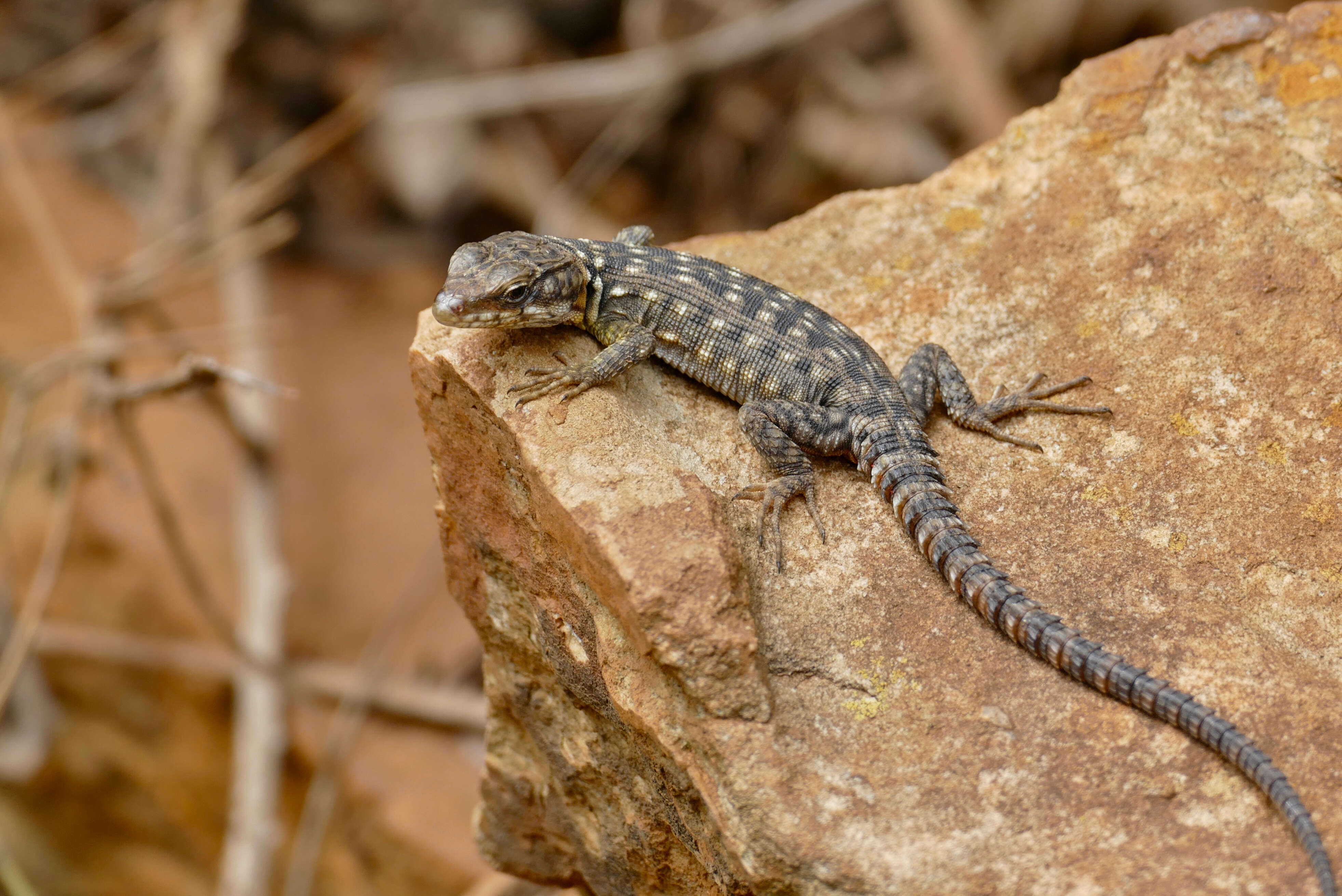 Image de Lézard des rochers du Drakensberg