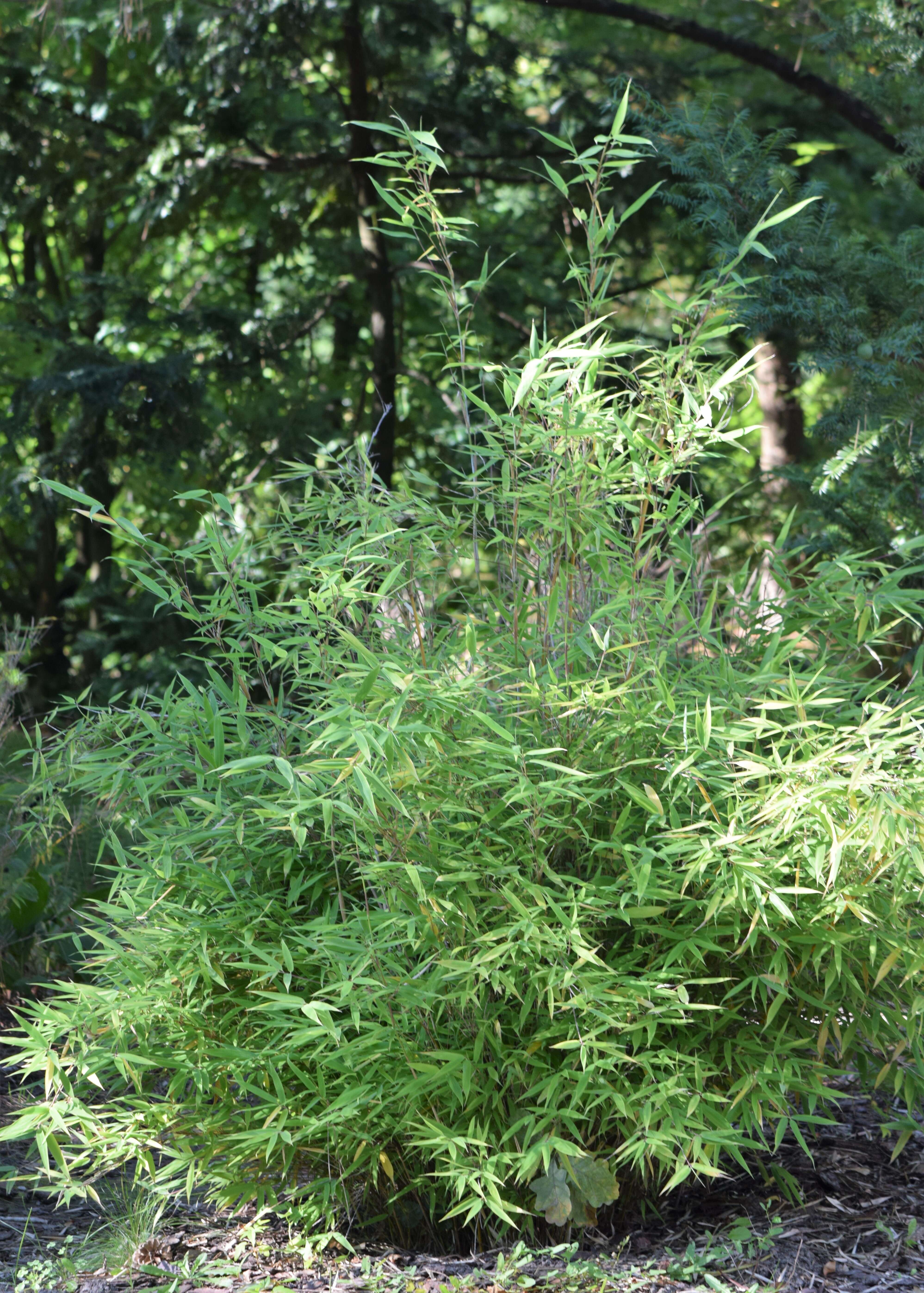 Image of umbrella bamboo