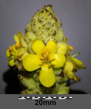 Image of Great Mullein