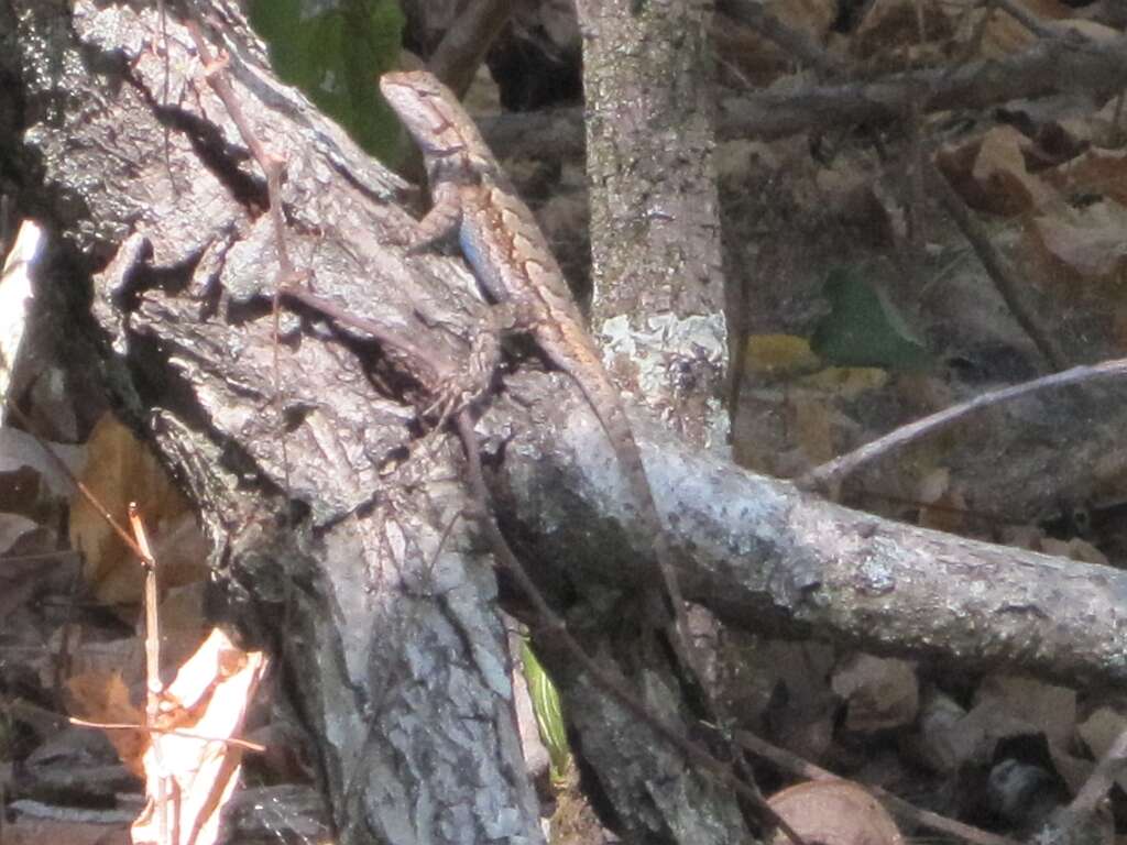 Image of Southern Prairie Lizard