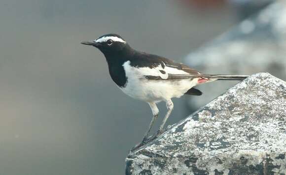 Image of White-browed Wagtail