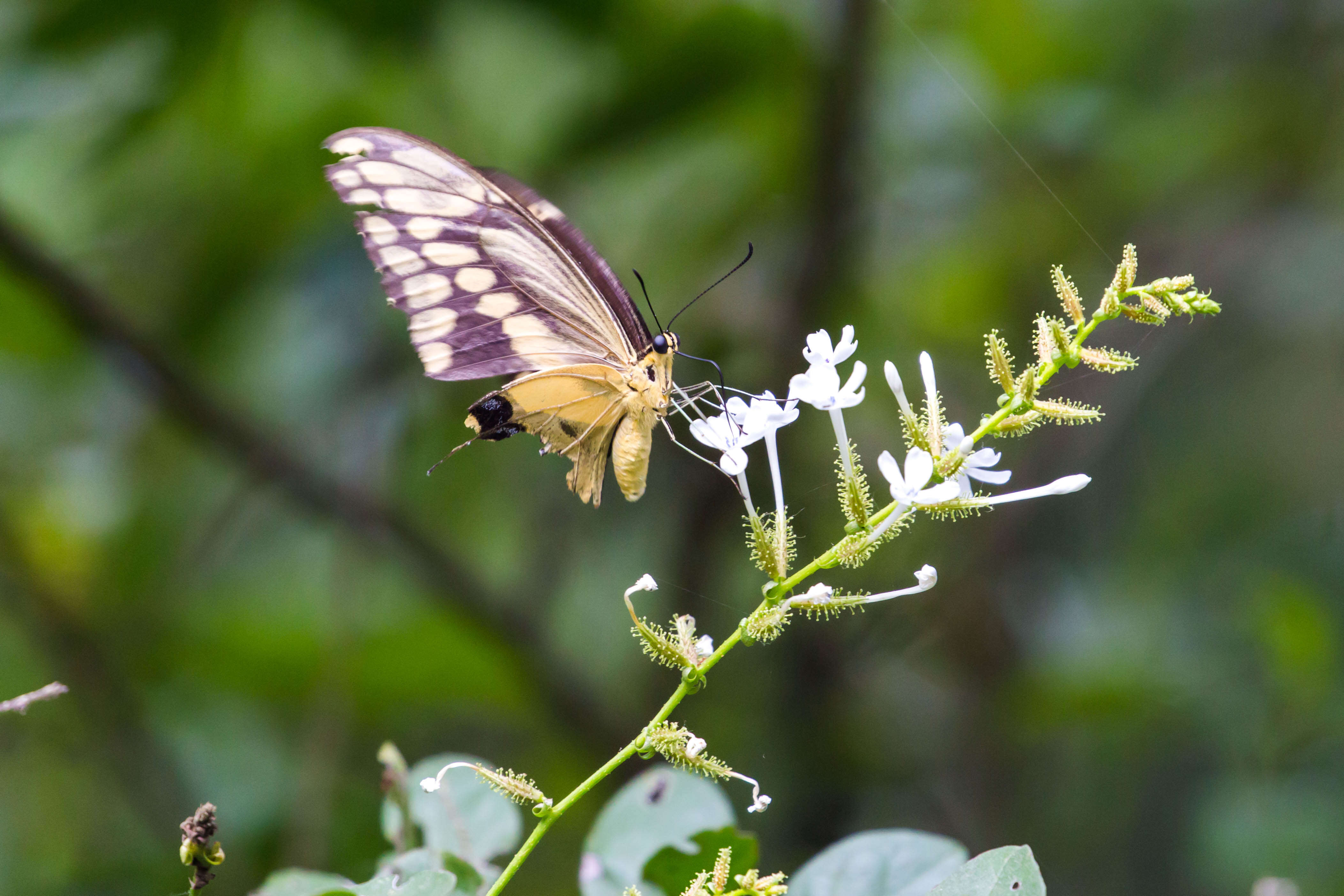 Image of wild leadwort