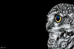 Image of Spotted Owlet