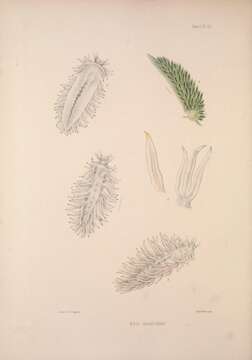 Image of Calma glaucoides (Alder & Hancock 1854)