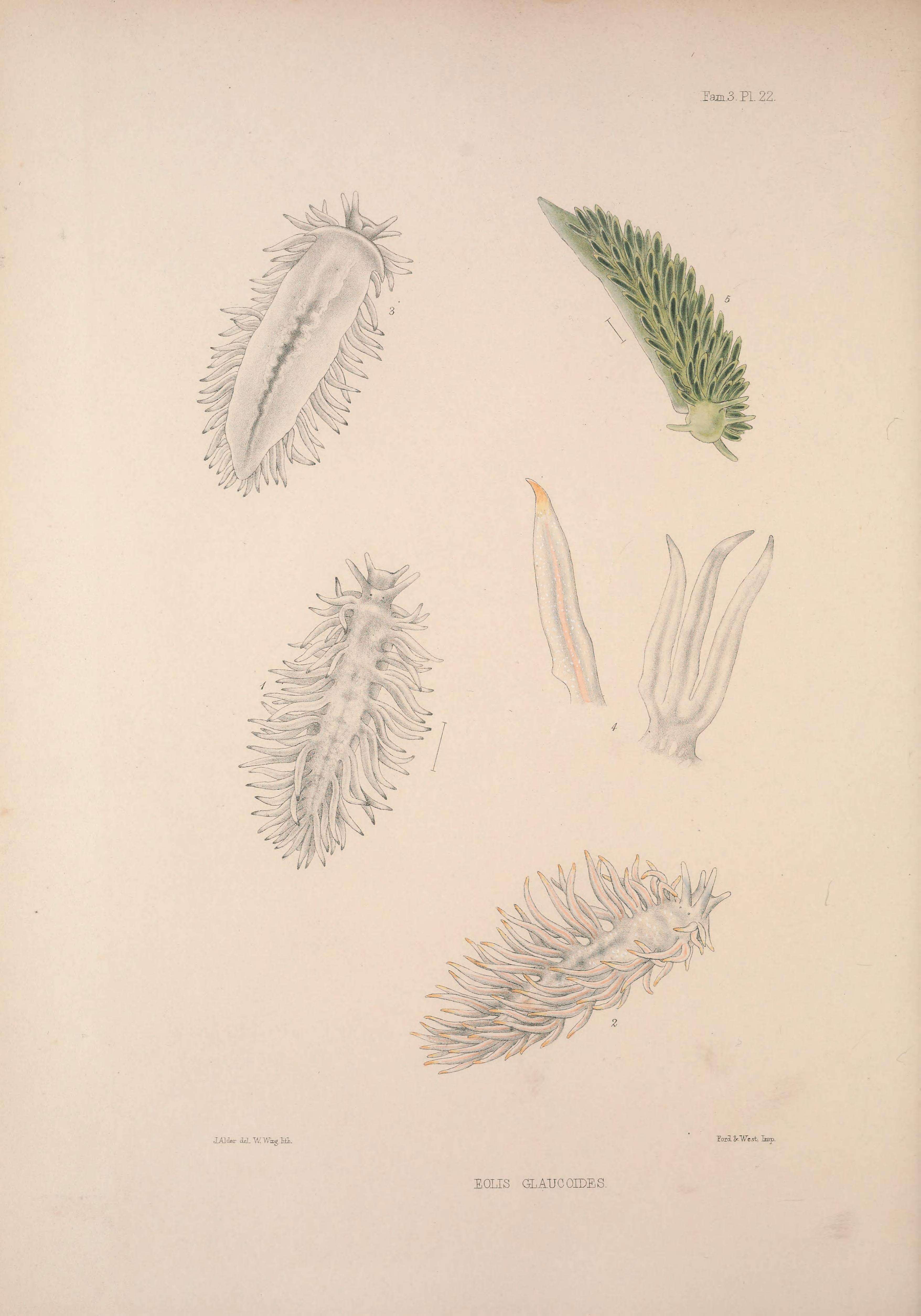 Image of Calma glaucoides (Alder & Hancock 1854)