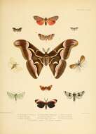 Image of atlas moth