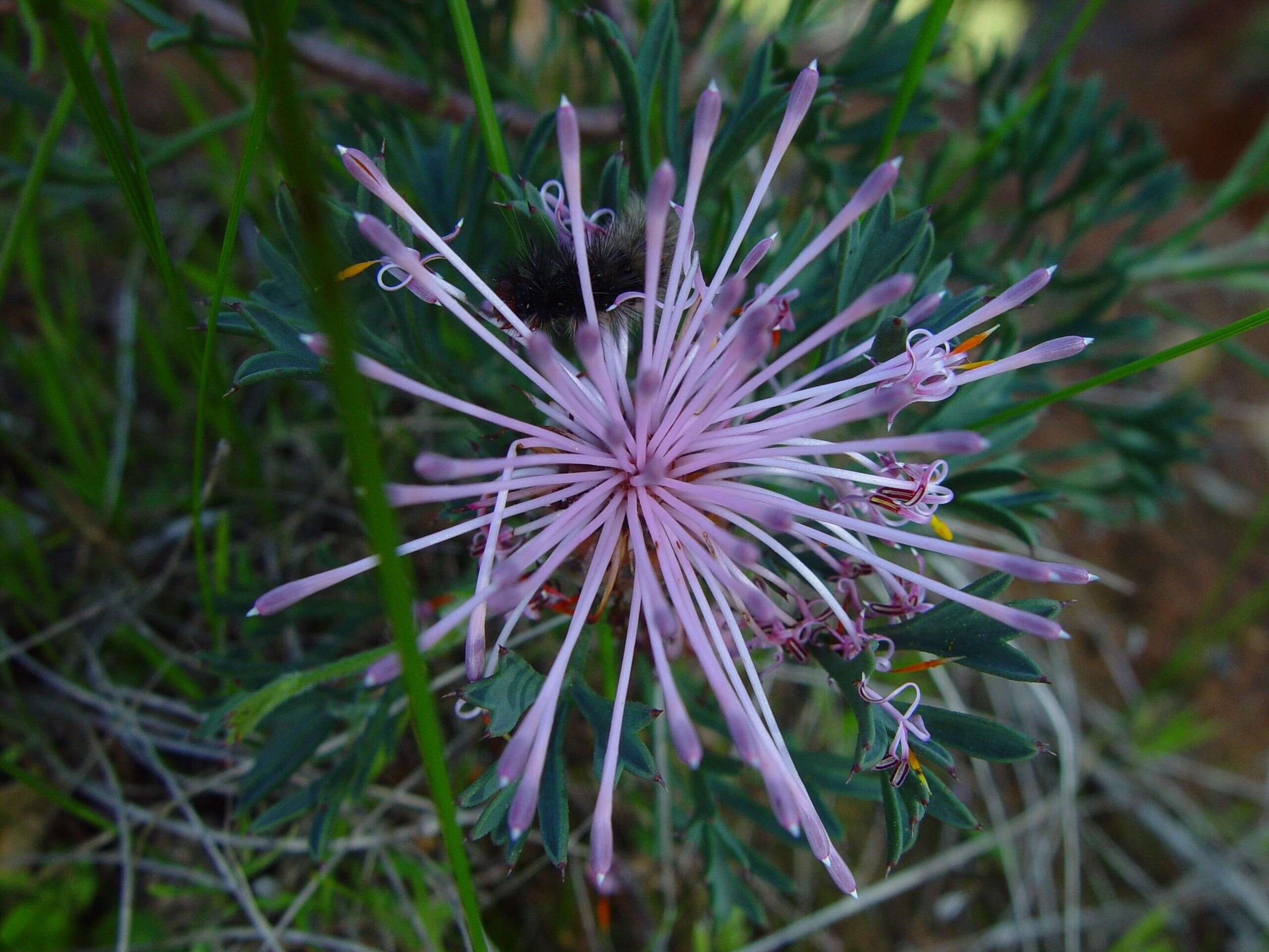 Image of cone flower