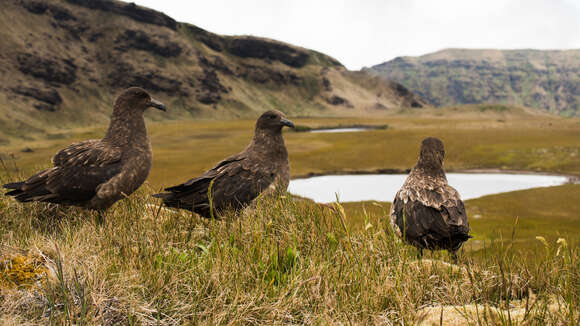 Image of Brown Skua