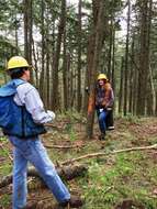 Image of Douglas-fir Beetle