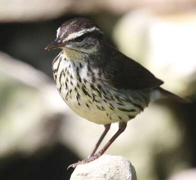 Image of Northern Waterthrush