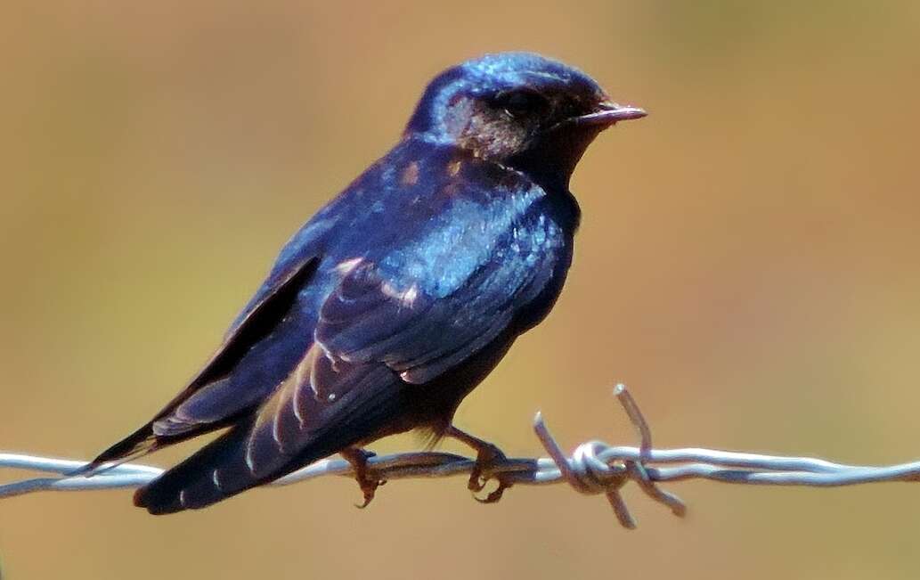 Hirundo atrocaerulea Sundevall 1850的圖片