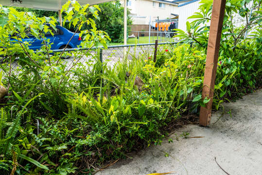 Image of narrow swordfern