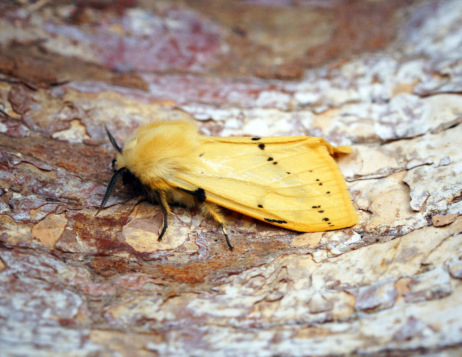 Image of Spilosoma lutea Hüfnagel 1766