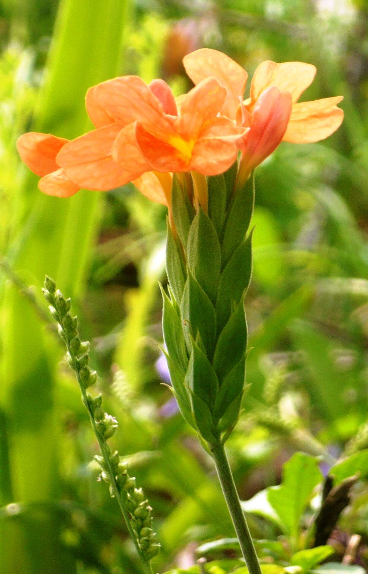 Imagem de Crossandra infundibuliformis (L.) Nees