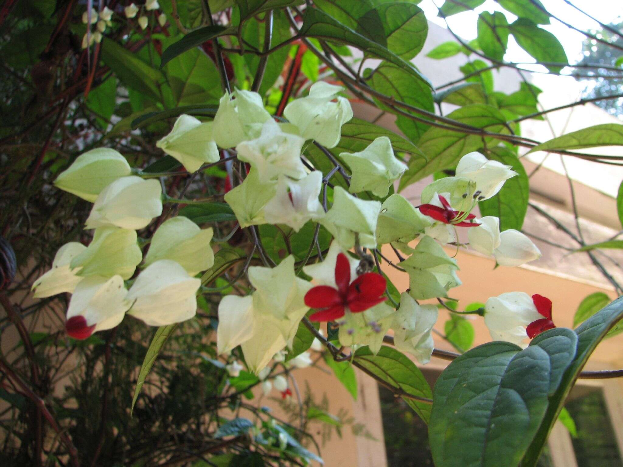 Слика од Clerodendrum thomsoniae Balf. fil.