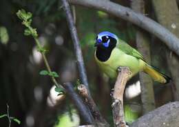 Image of Green Jay