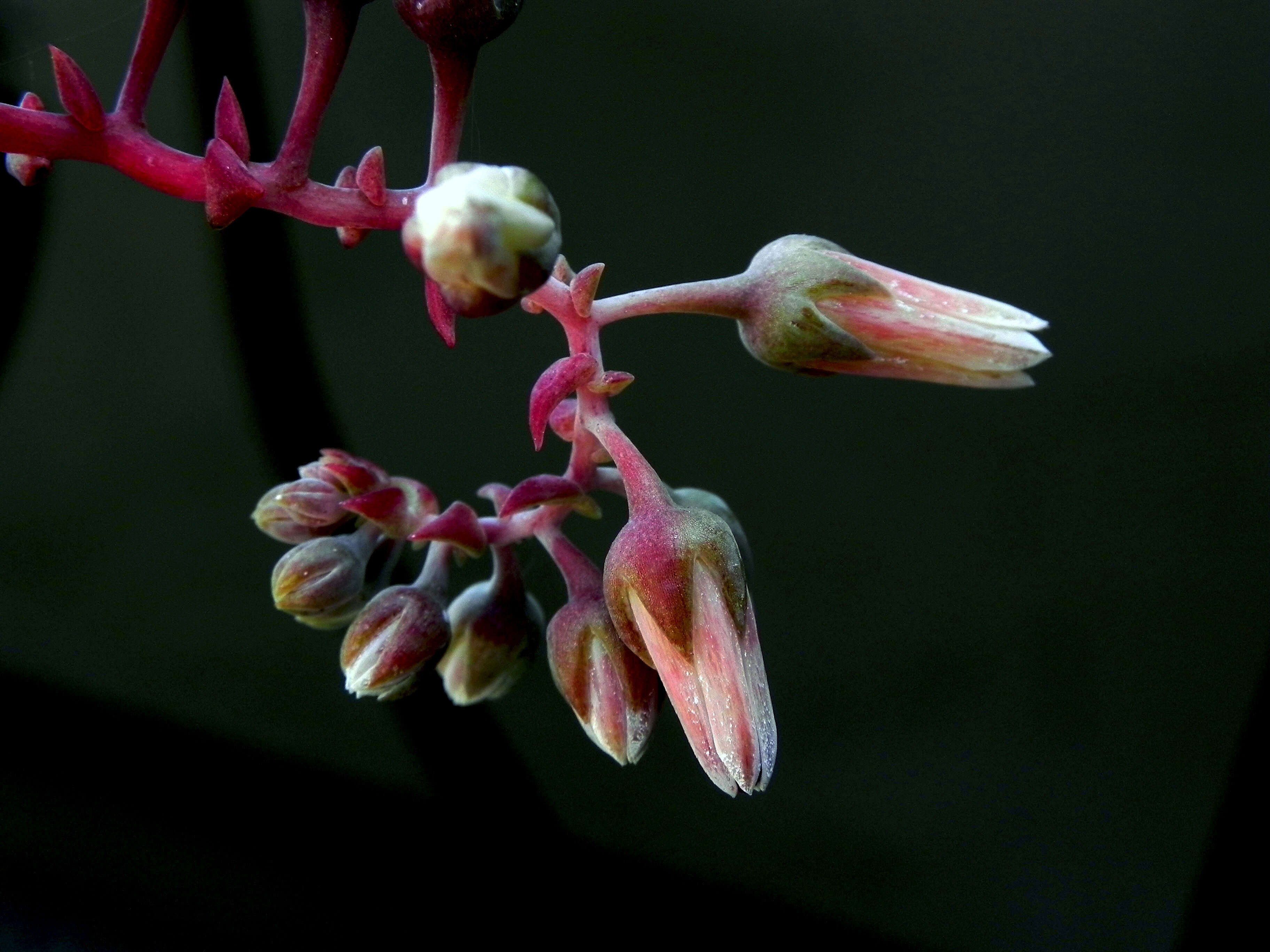 Imagem de Dudleya gatesii Johansen