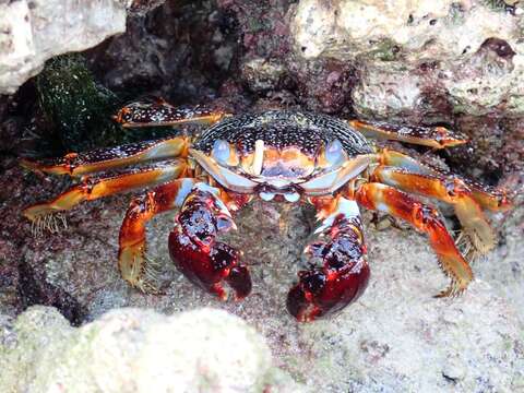 Image of Sally lightfoot crab