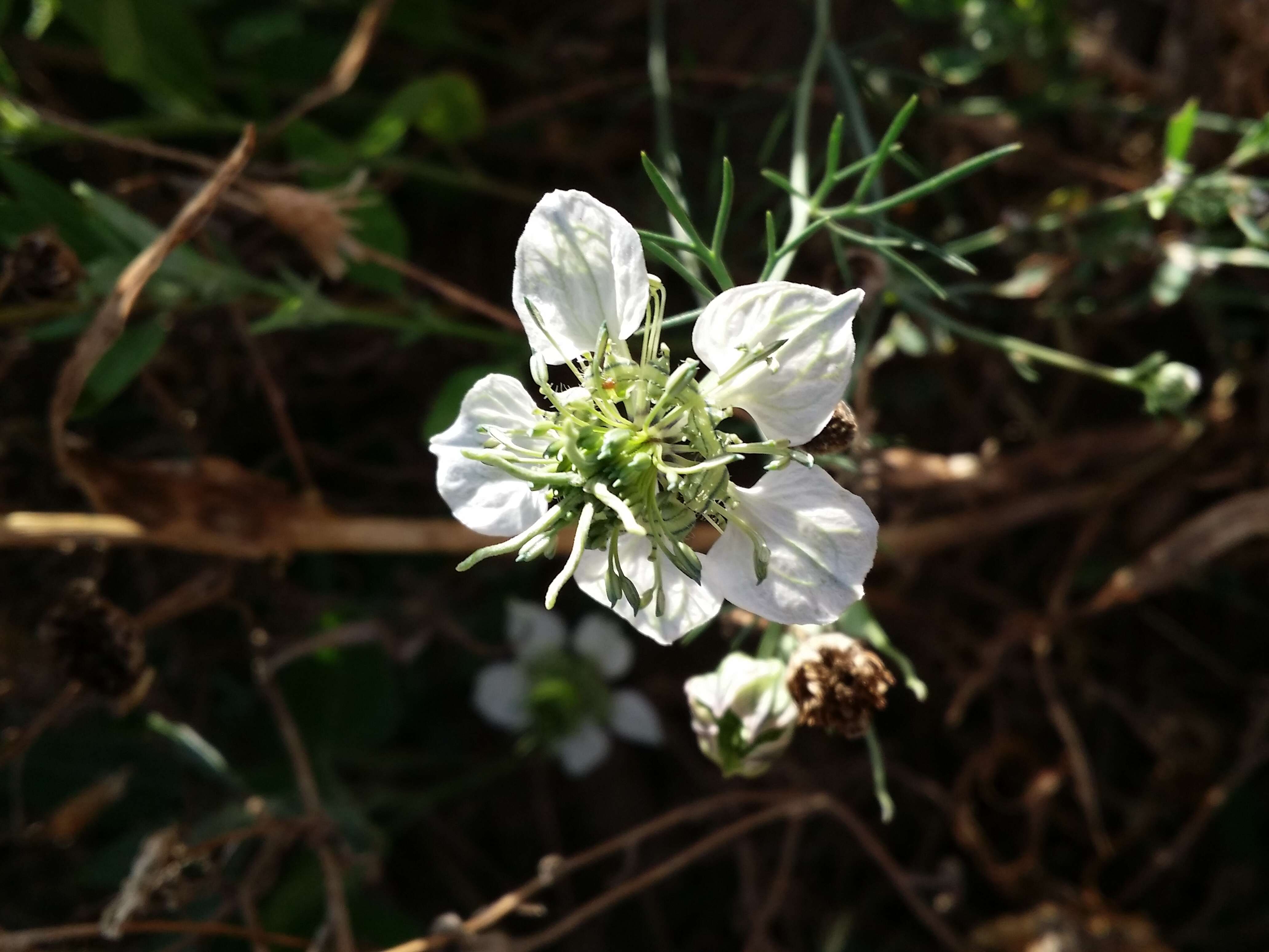 Nigella arvensis L. resmi