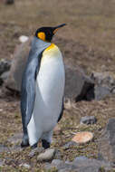 Image of King Penguin