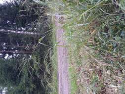 Image of fall panicgrass