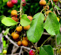 Image of Pachygone ovata (Poir.) J. D. Hook. & Thompson