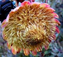 Image of Protea sulphurea Phillips