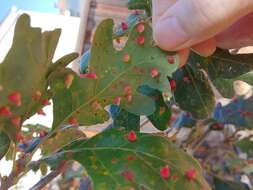 Image of Red Cone Gall Wasp