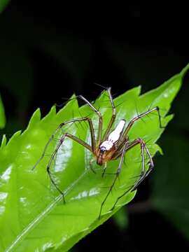 Image of Oxyopes shweta Tikader 1970